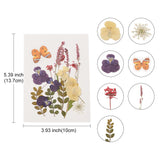 Pressed dried flowers